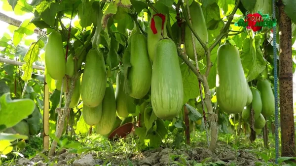 ( ১ গ্রামের ইনটেক ২ প্যাকেট ) বারি -১২ কেজি বেগুন (কুমড়ার বীজ ফ্রি)